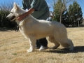 Dog-training-tucson3