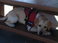 certified-service-dog1