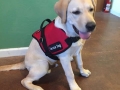 certified-service-dog3